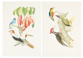 DESCOURTILZ, JEAN THEODORE. Group of 9 hand-finished chromolithographed plates of Brazilian birds,
